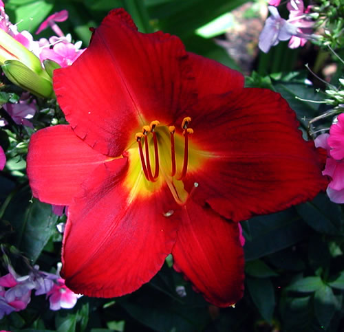 Hemerocallis Chicago Apache